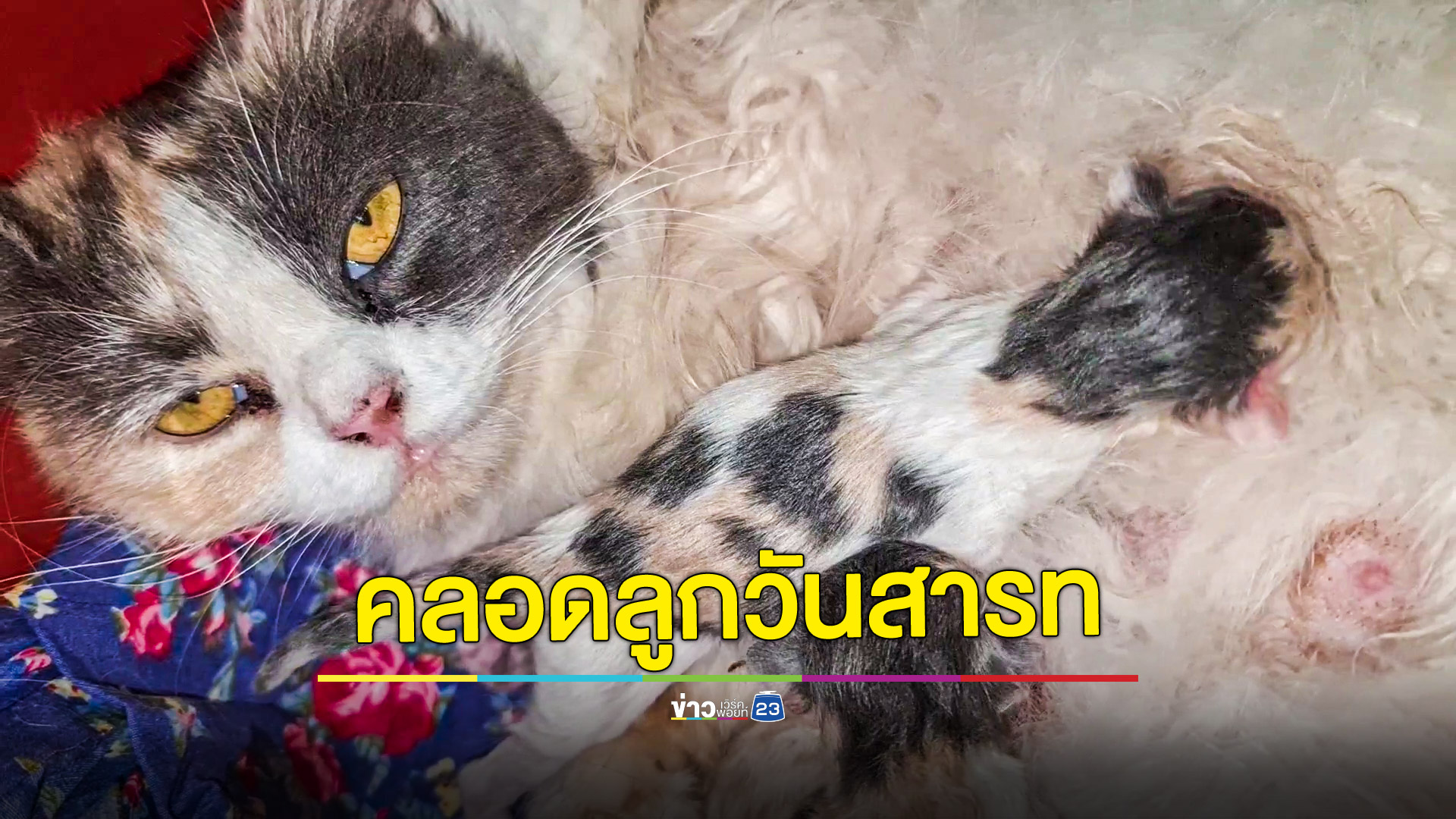 แห่ตีเลขเด็ด แมวคลอดลูก 3 ตัวในวันสารทไทย เชื่อเป็นลางดีมีโชคใหญ่