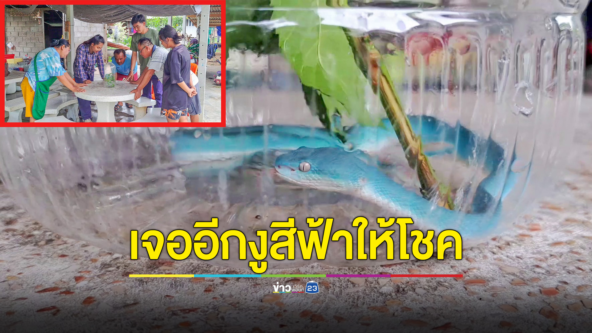 จับงูนางฟ้าหายาก 1 ในล้านได้อีกแล้ว คนแห่ดู ได้โชคไปงวดที่แล้ว