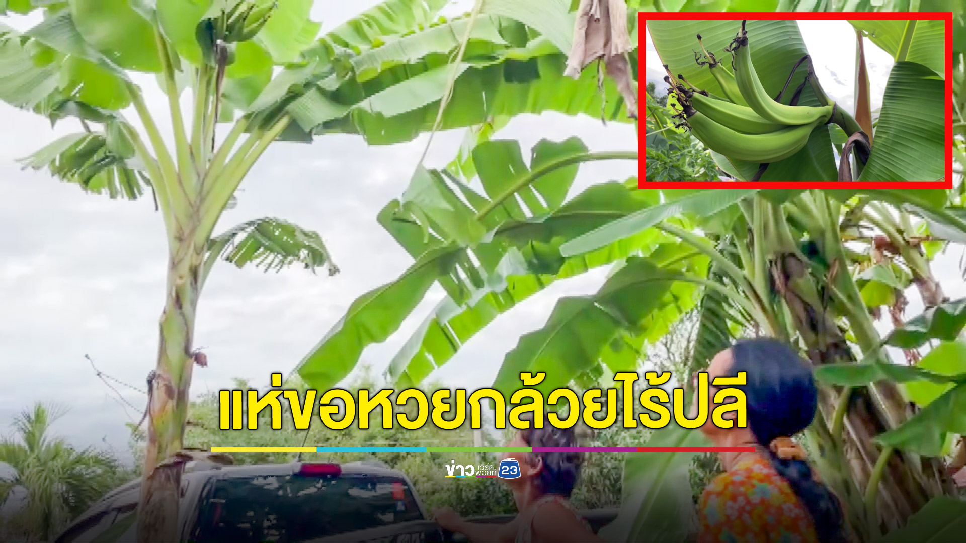 ฮือฮา กล้วยประหลาดออกลูกกลางยอดไม่มีหัวปลี คอหวยแห่ตีเลขเด็ด