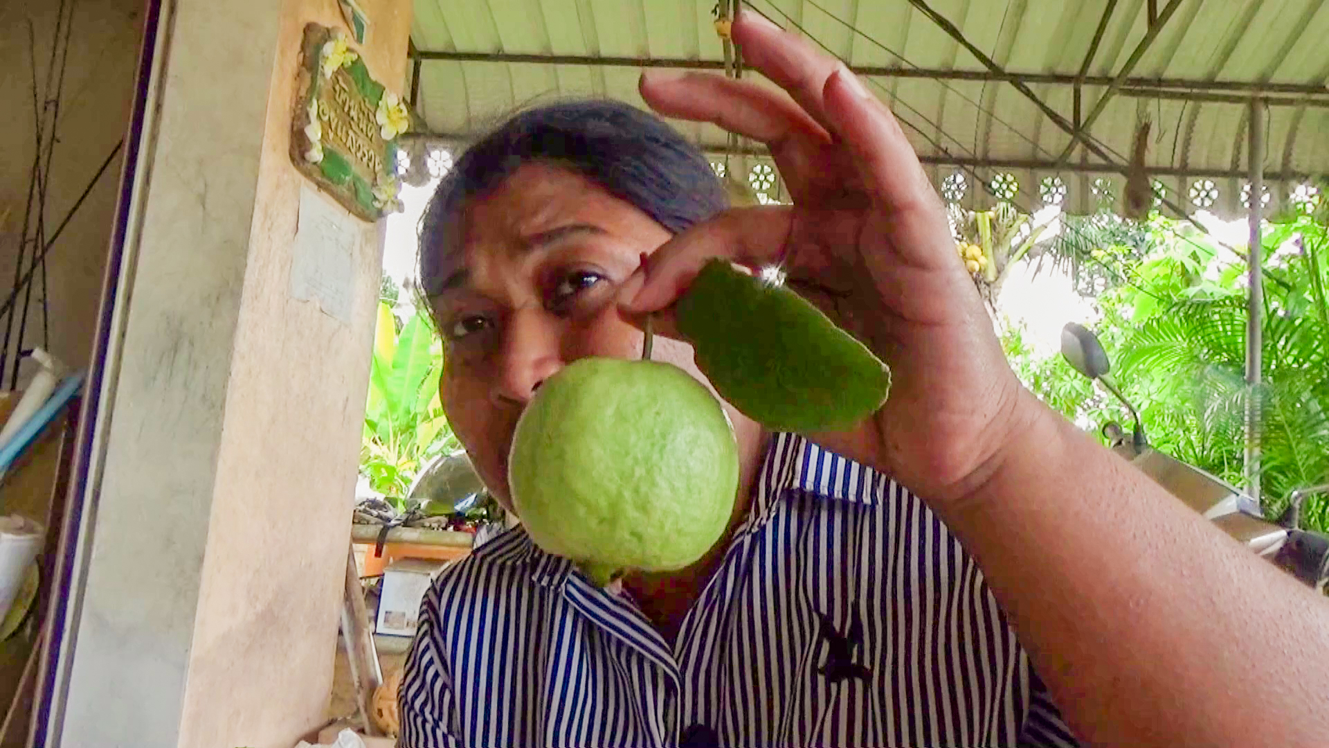 โค่นยางพารา 7 ไร่ปลูกส้มโชกุนและฝรั่งหงเป่าสือ สร้างรายได้งาม