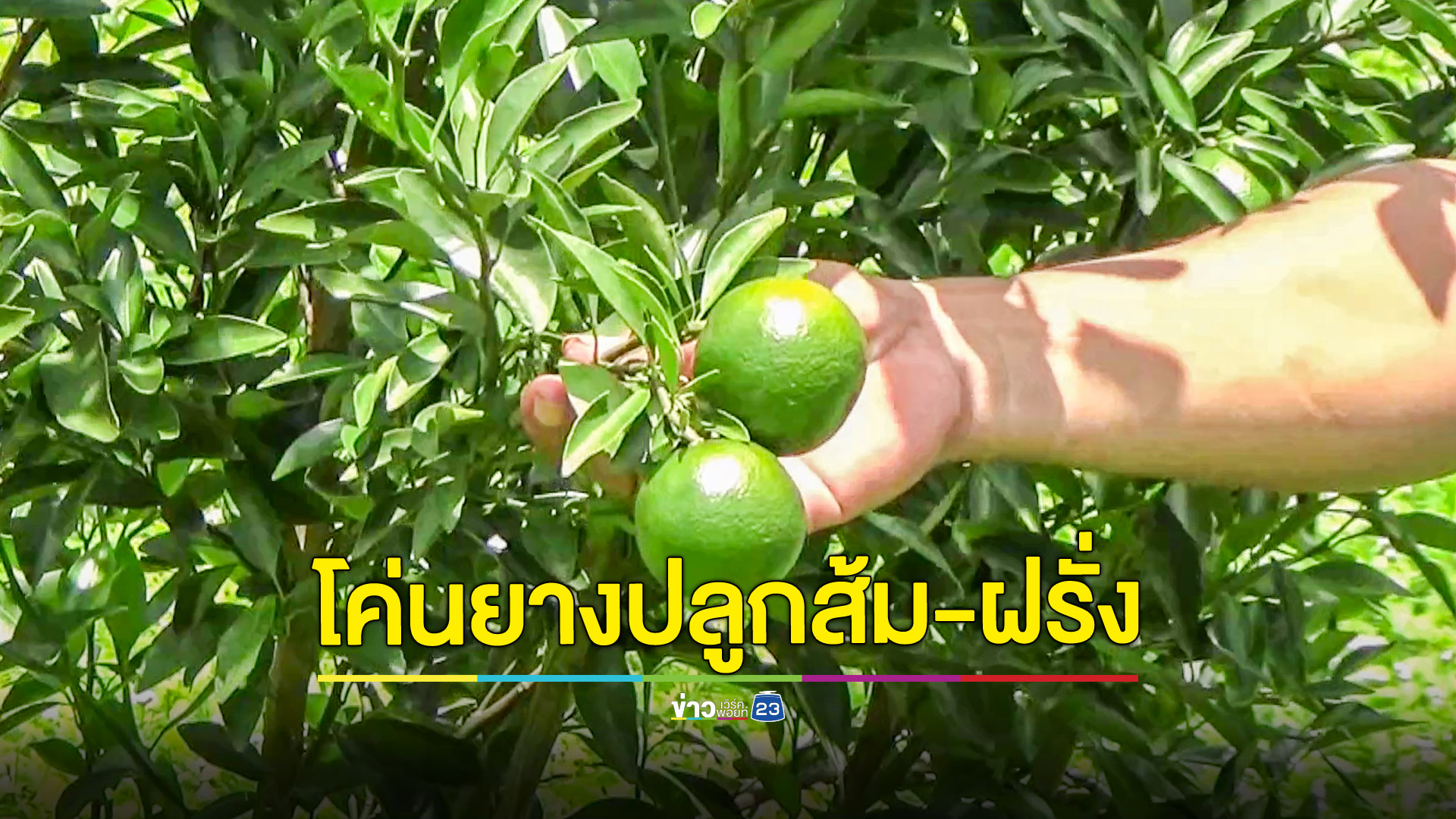 โค่นยางพารา 7 ไร่ปลูกส้มโชกุนและฝรั่งหงเป่าสือ สร้างรายได้งาม