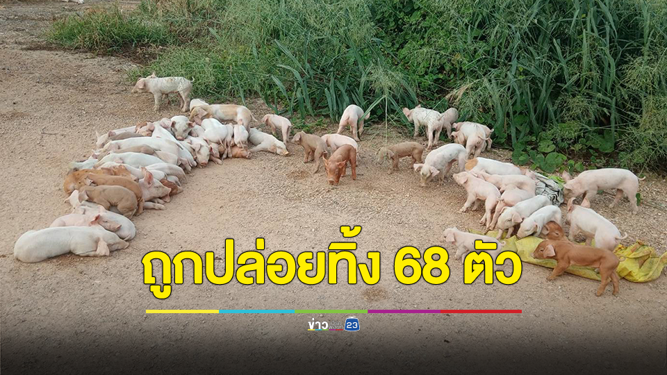 สะเทือนใจ! เณรออกบิณฑบาตพบลูกหมูถูกปล่อยทิ้งทางเข้าวัด 68 ตัว ตาย 3 ตัว