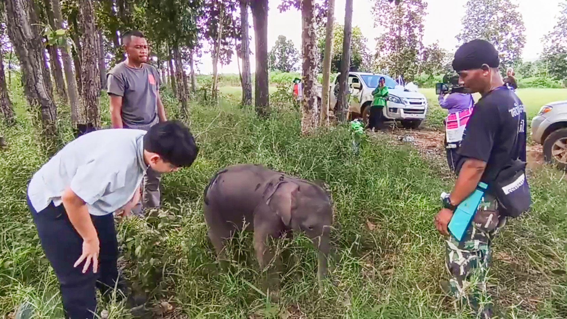 เร่งช่วยลูกช้างหลงฝูงชายป่าทับลาน หวังแม่ช้างมารับกลับโขลงในเร็ววัน