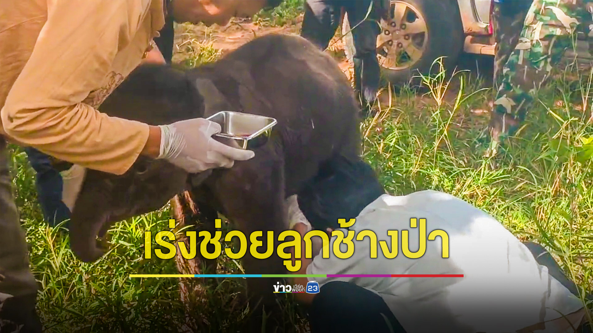 เร่งช่วยลูกช้างหลงฝูงชายป่าทับลาน หวังแม่ช้างมารับกลับโขลงในเร็ววัน