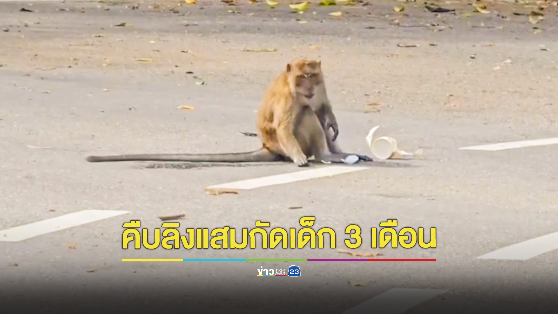 คืบหน้าลิงแสมบุกหมู่บ้านกัดเด็กวัย 3 เดือนสาหัส