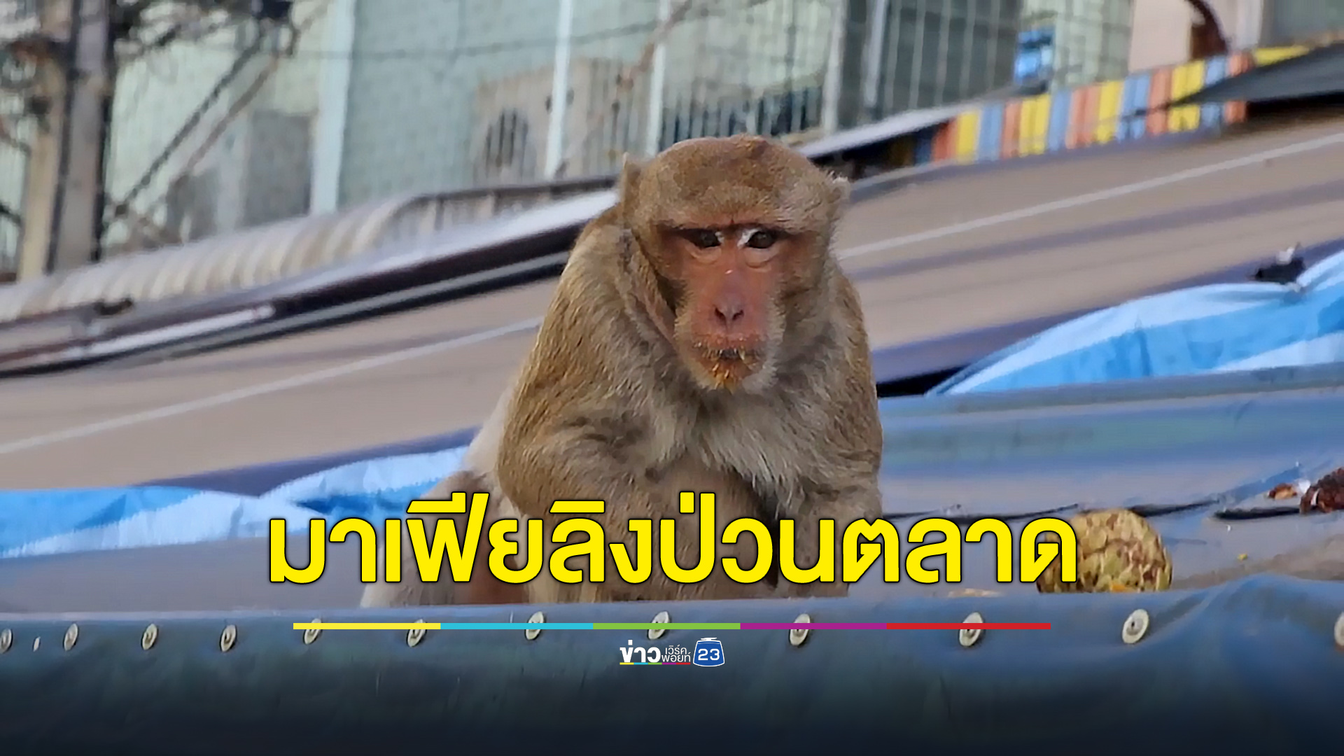 มาเฟียลิงป่วนตลาด ชาวบ้านวอนเร่งจัดการ