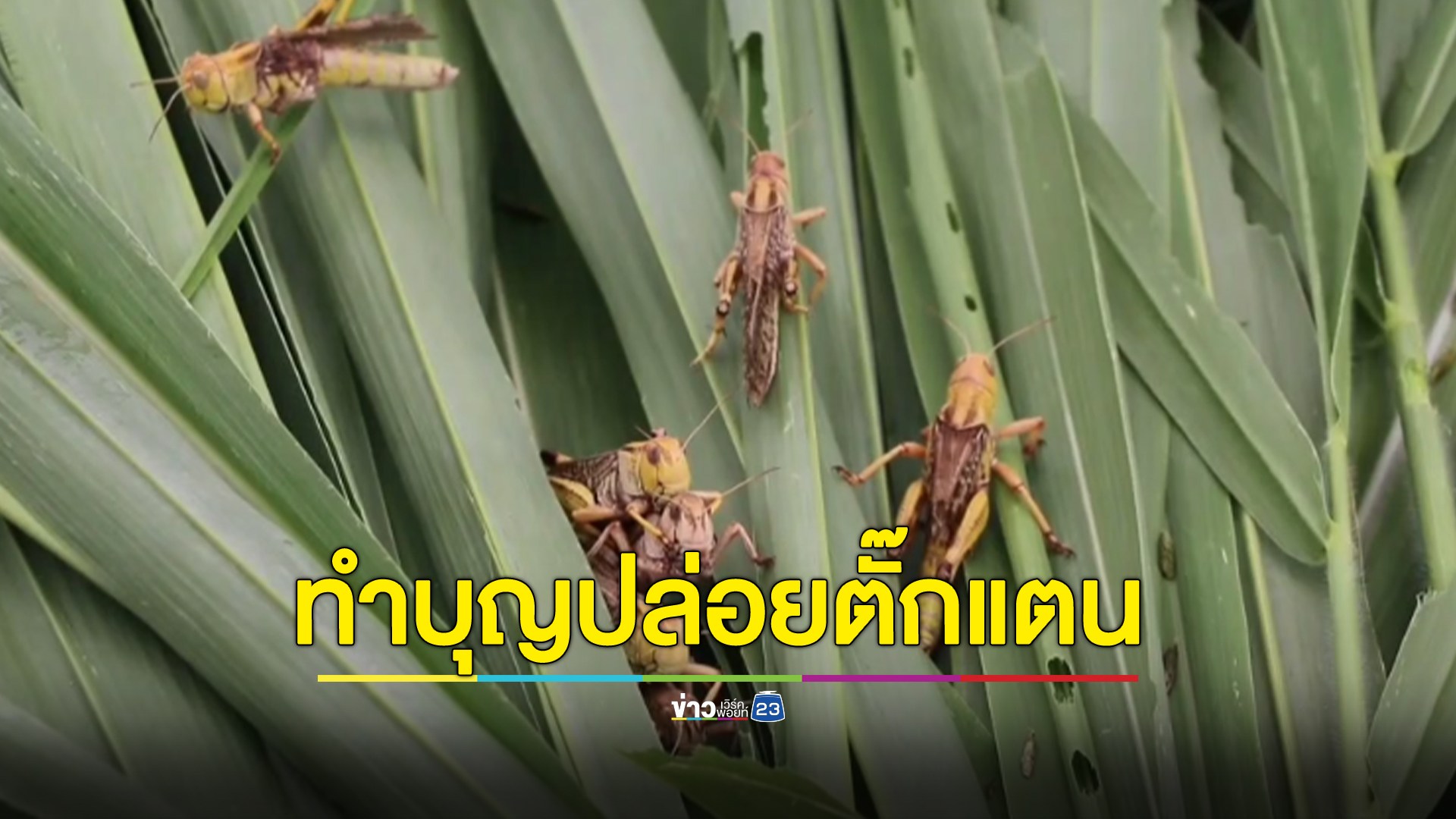 ทำบุญปล่อย "ตั๊กแตน" อย่าหาทำเด็ดขาด!!