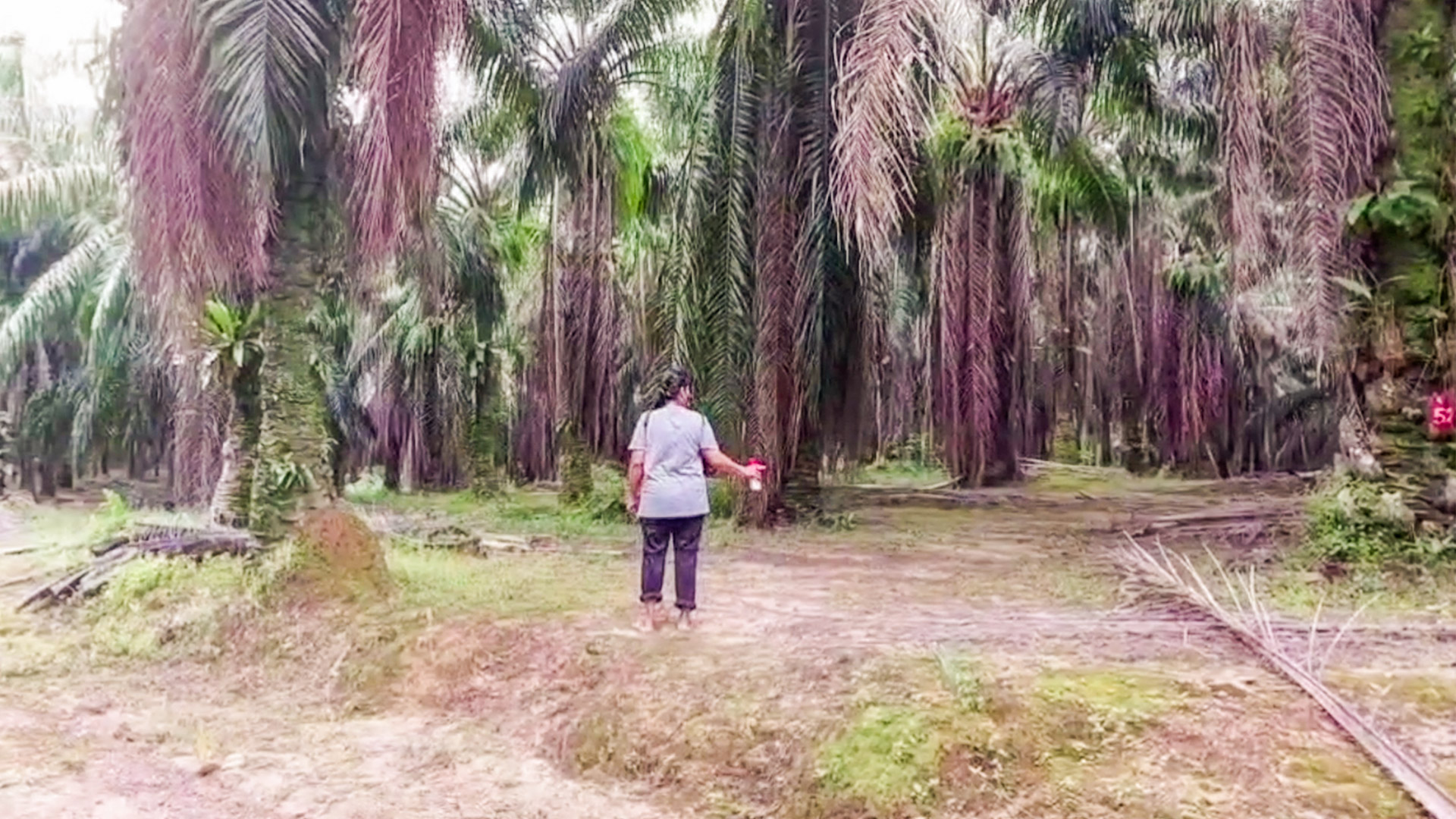 ชาวบ้านแห่จองที่สวนปาล์มหลังนายทุนจะสิ้นอายุสัมปทาน ด้านป่าไม้แจงยังไม่มีนโยบายแจกชาวบ้าน