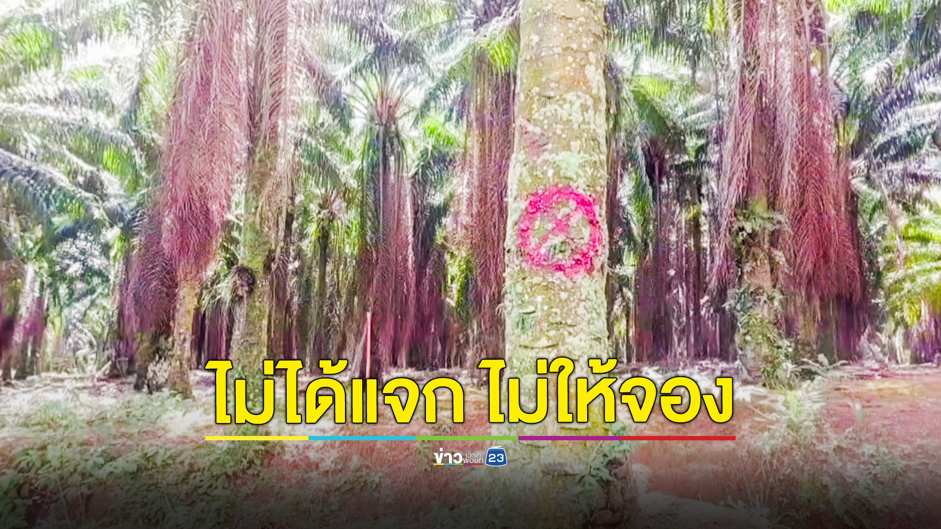 ชาวบ้านแห่จองที่สวนปาล์มหลังนายทุนจะสิ้นอายุสัมปทาน ด้านป่าไม้แจงยังไม่มีนโยบายแจกชาวบ้าน