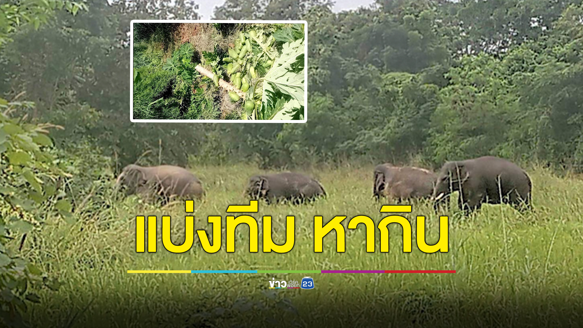 ช้างป่า 5 ตัว แบ่ง 2 ทีม หากินพืชผลชาวบ้าน
