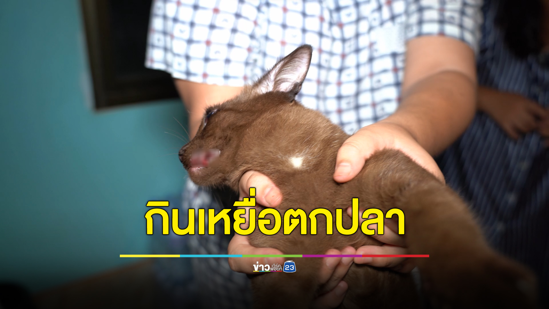 เจ้าแมวแสนซนคิดว่าเหยื่อปลอมตกปลาเป็นปลาจริง ตะครุบเข้าปากเหยื่อติดวิ่งร้องด้วยความเจ็บปวด