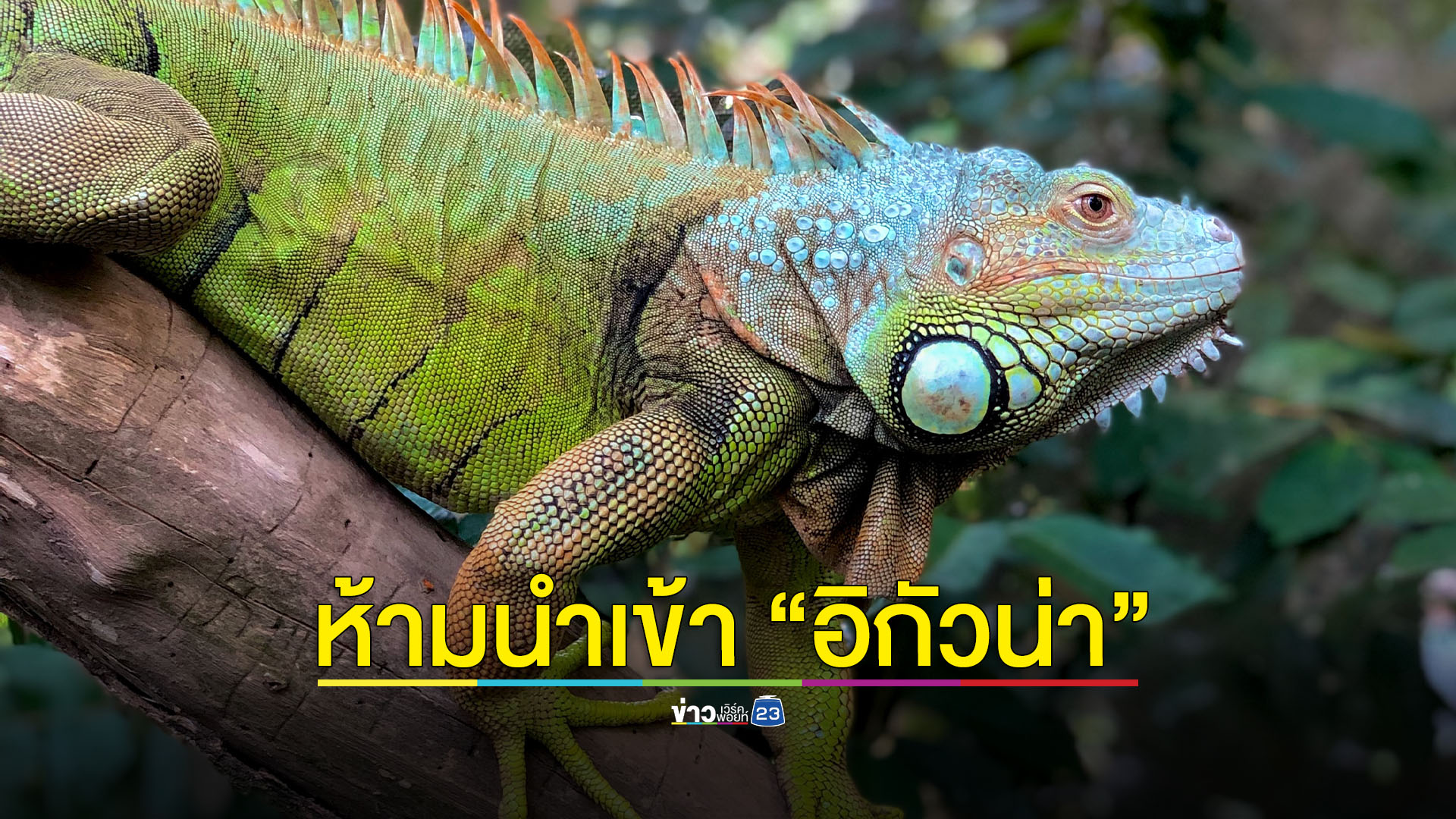 ไทยประกาศห้ามนำเข้า “อิกัวน่า” ทุกชนิด เพื่อป้องกันและควบคุมการแพร่พันธุ์ในไทย