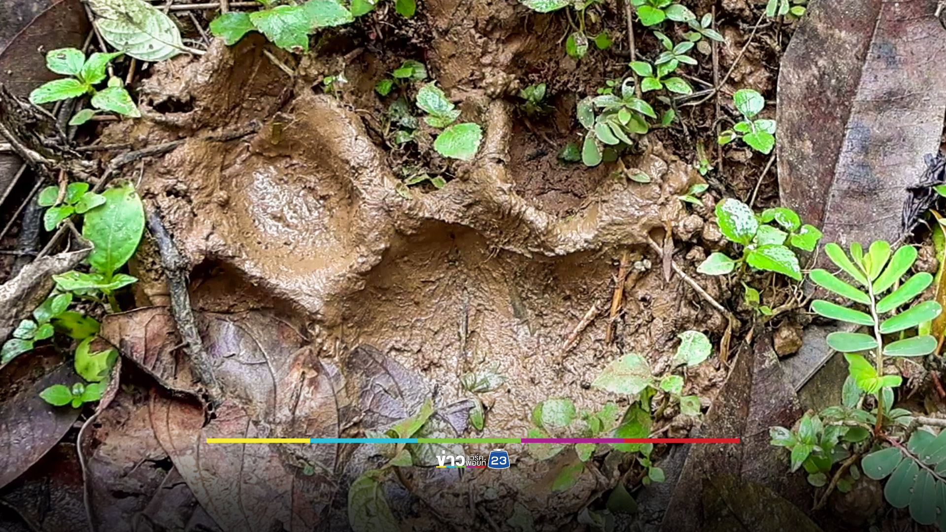 เสือโคร่งวนเวียนไม่ยอมเข้าป่าพบรอยเท้า 10 กว่ารอย ในสวนทุเรียน