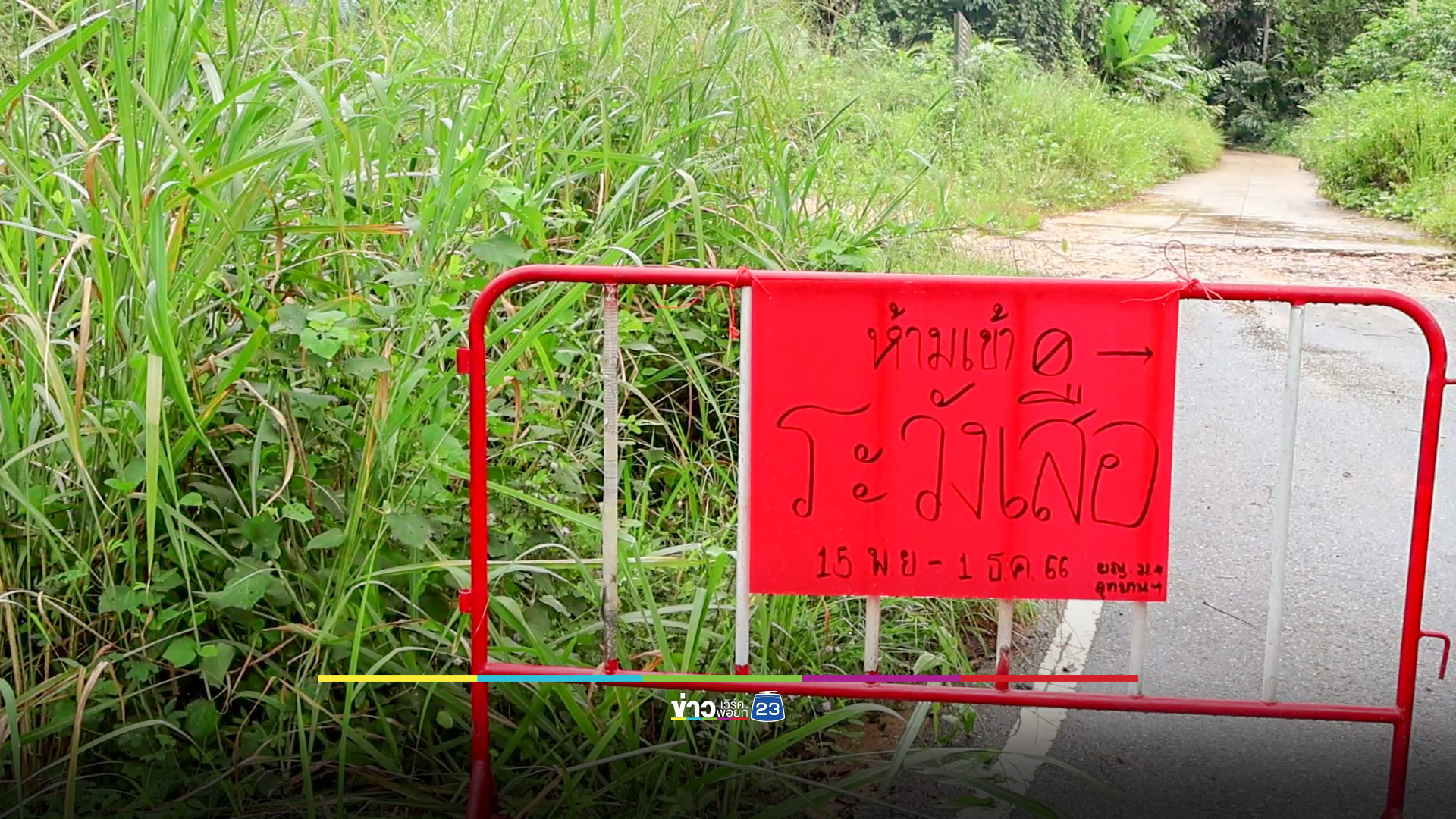 เสือโคร่งวนเวียนไม่ยอมเข้าป่าพบรอยเท้า 10 กว่ารอย ในสวนทุเรียน