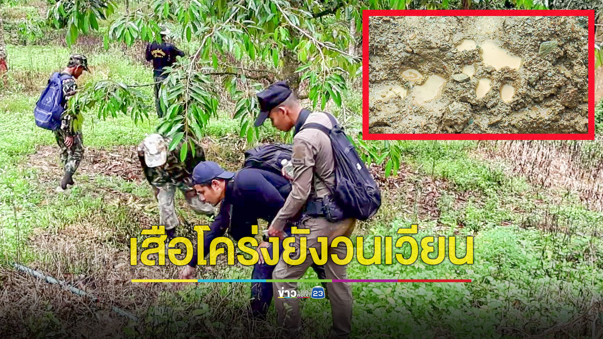 เสือโคร่งวนเวียนไม่ยอมเข้าป่าพบรอยเท้า 10 กว่ารอย ในสวนทุเรียน