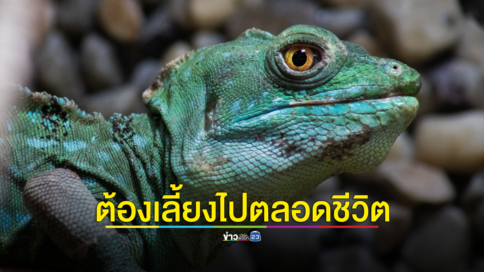 'อิกัวนา' เป็นสัตว์ป่าควบคุม เลี้ยงแล้วปล่อยมีทั้งจำและปรับ