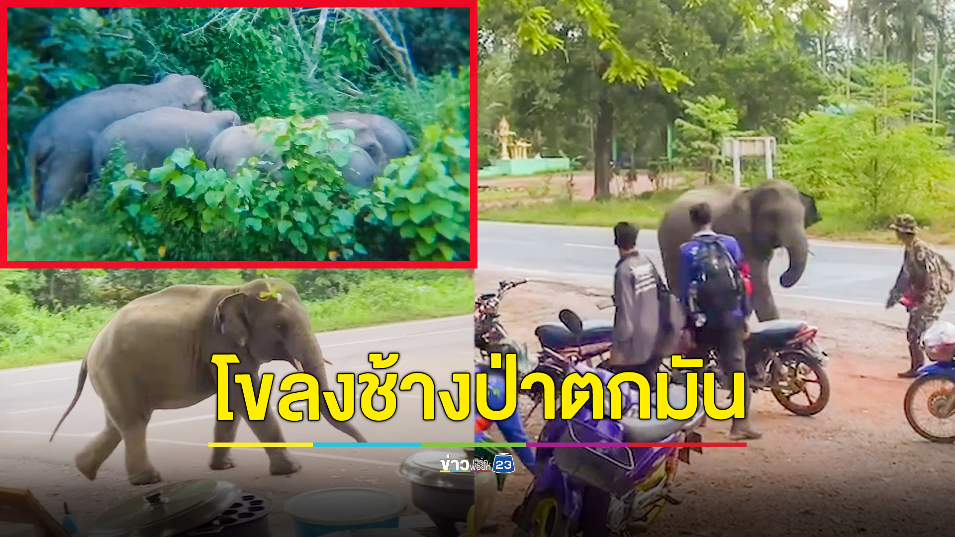 ชาวบ้านผวา! โขลงช้างป่าตกมันเป็น 10 ตัว บุกเข้าพื้นที่