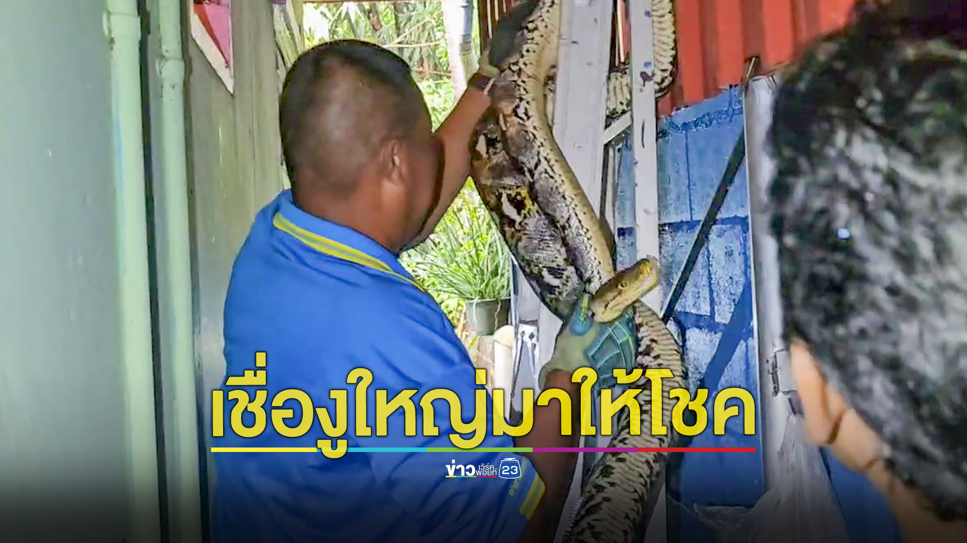 งูเหลือมยักษ์บุกบ้าน เชื่อมาบันดาลโชคลาภ