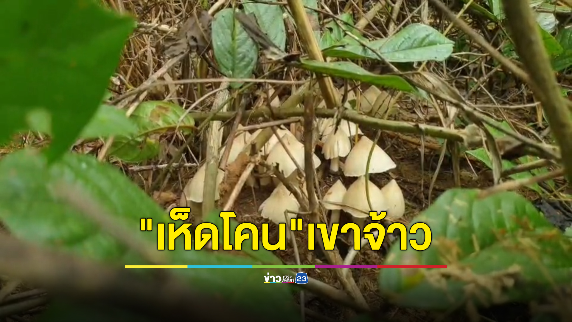 หนึ่งปีมีครั้งเดียว "เห็ดโคน"เขาจ้าว รสชาติดี หวานอร่อย