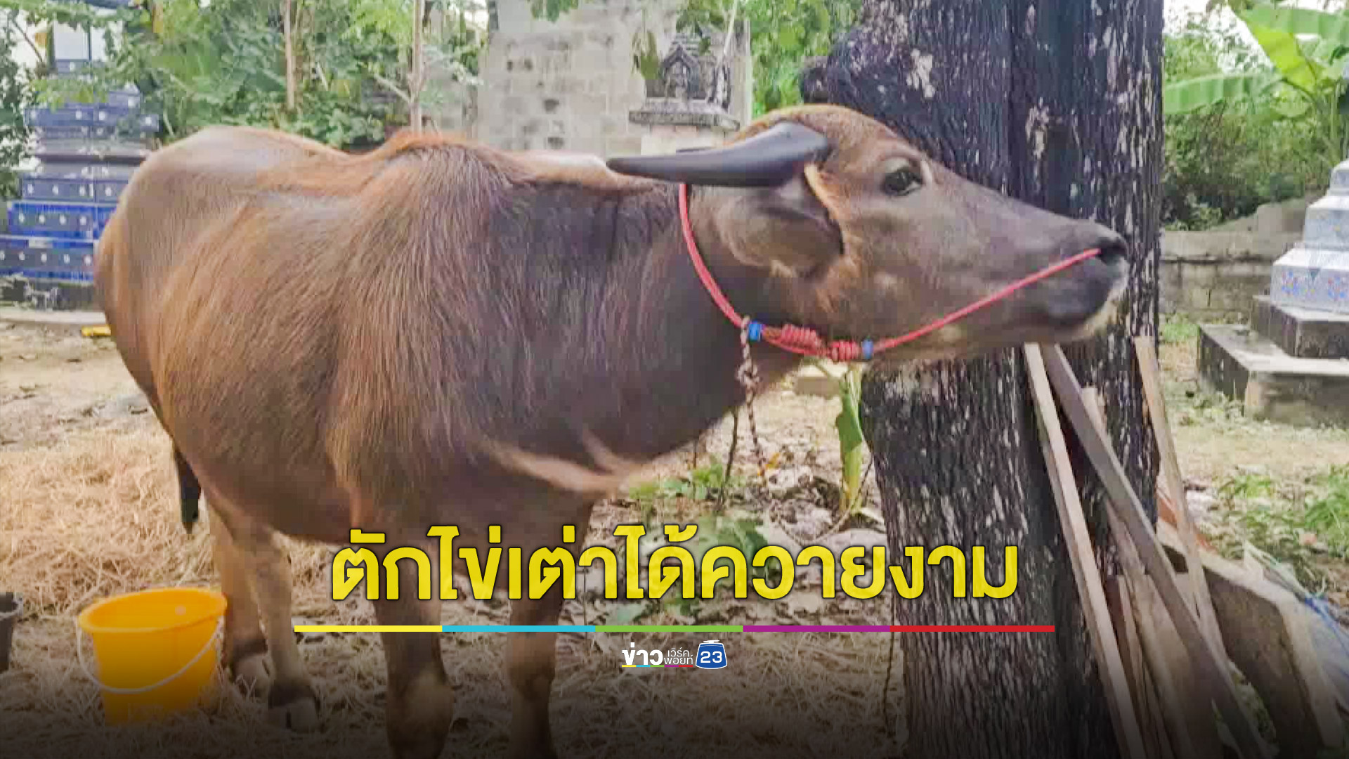 ตักไข่เต่าได้ควายราคาเป็นแสน บุญกฐินเมืองสี่แคว