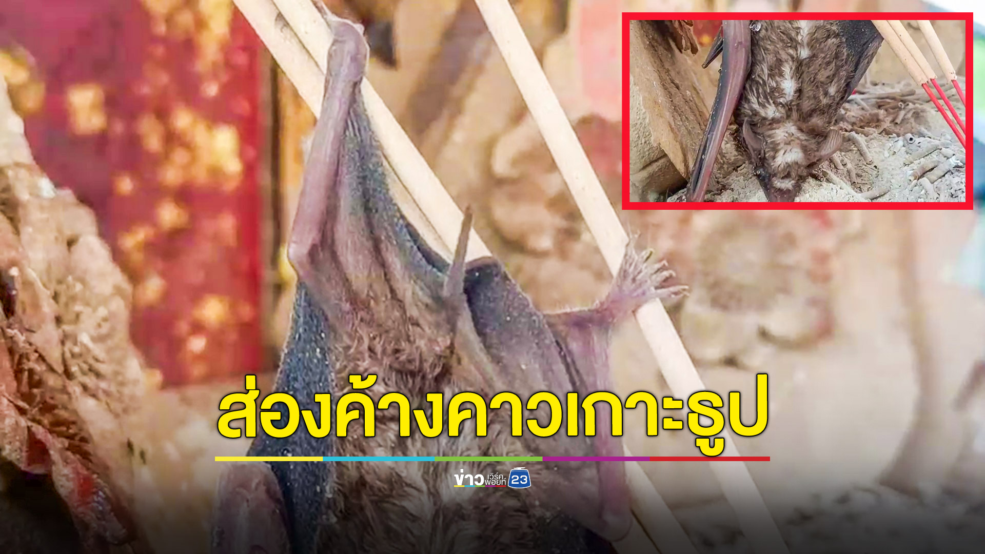 ค้างคาวให้โชคบินมาเกาะธูปหลังรองผู้การแปดริ้วมาไหว้ฟ้าดิน