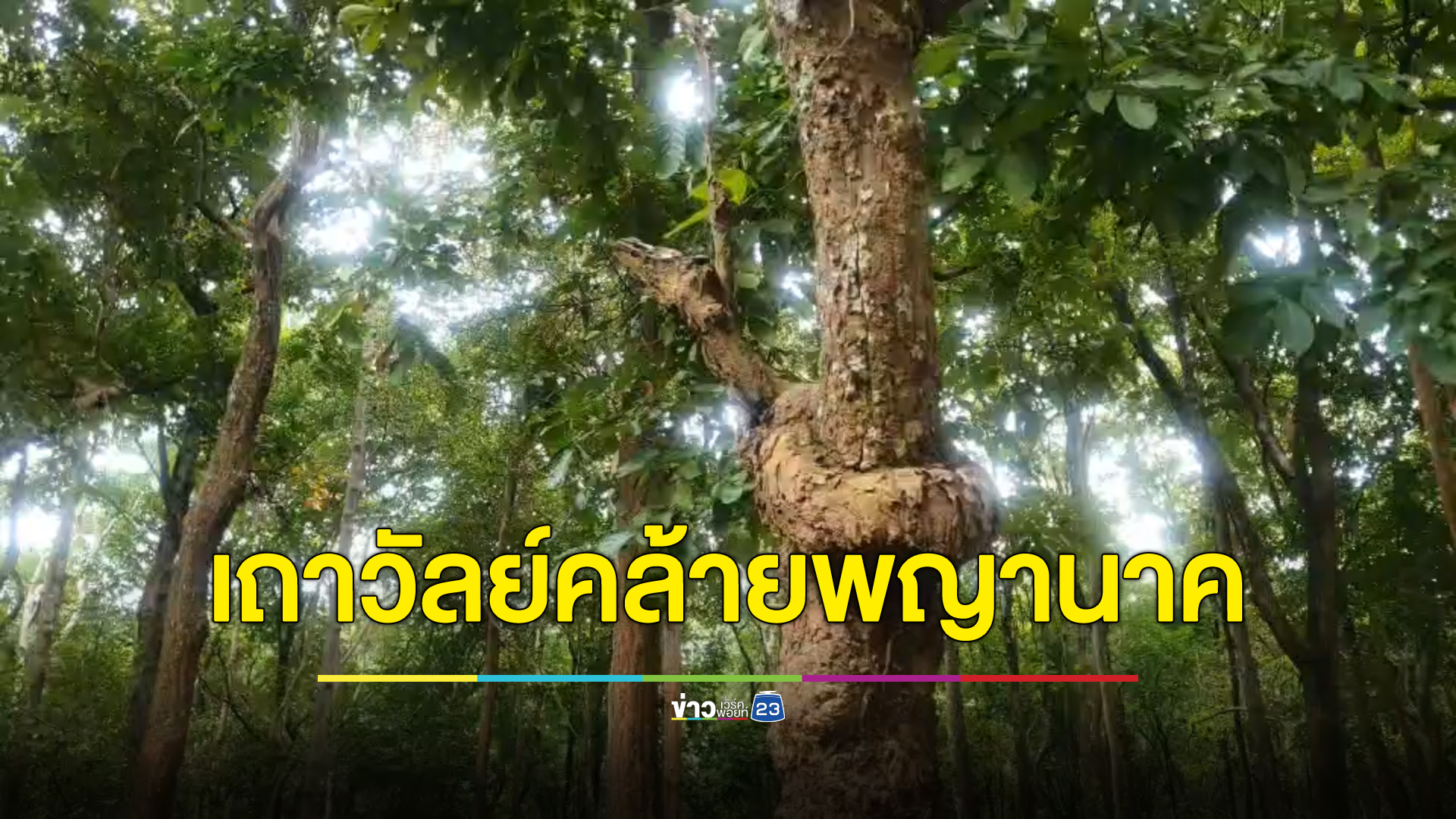 ฮือฮา! พบต้นประดู่แปลกหน้าวัดดังเมืองพะเยา มีเถาวัลย์พันรอบคล้ายพญานาค