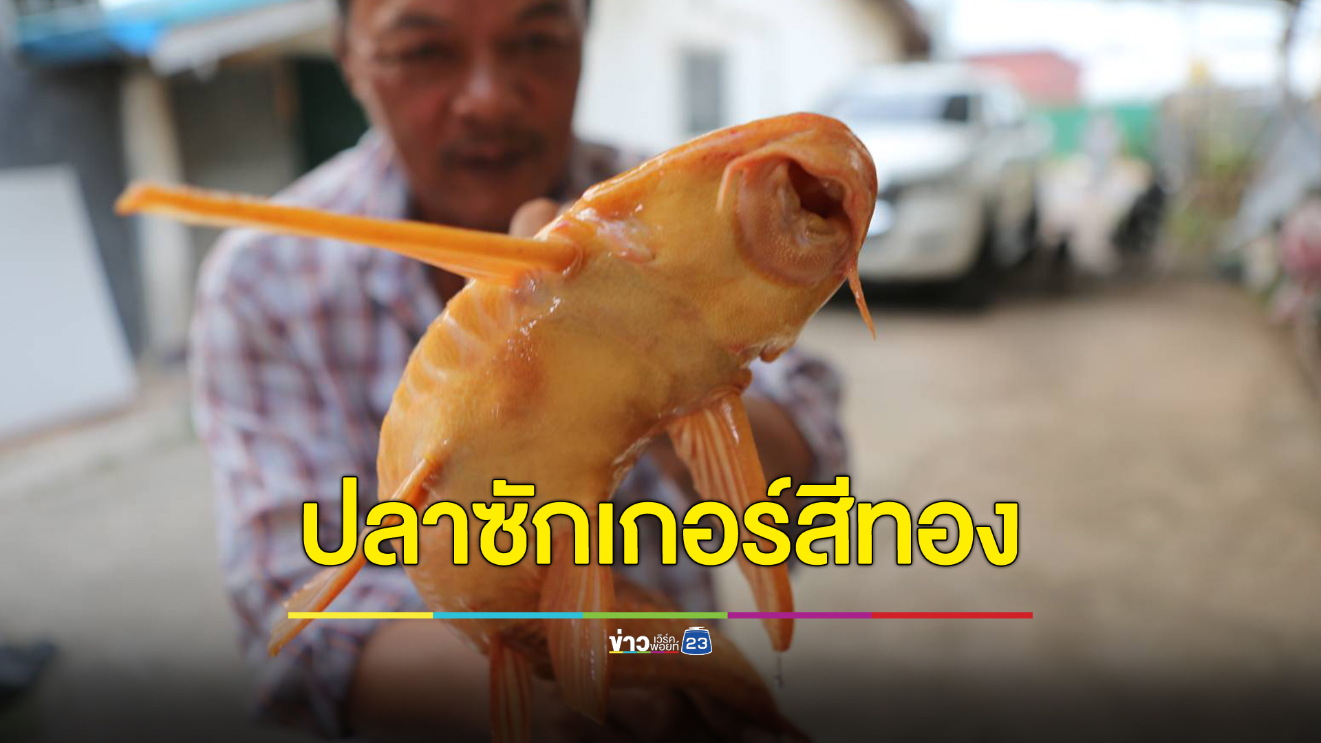 ฮือฮา! เจ้าของค่ายมวยเมืองปราจีนบุรี จับปลาซักเกอร์สีทองได้ที่บ่อใกล้บ้าน