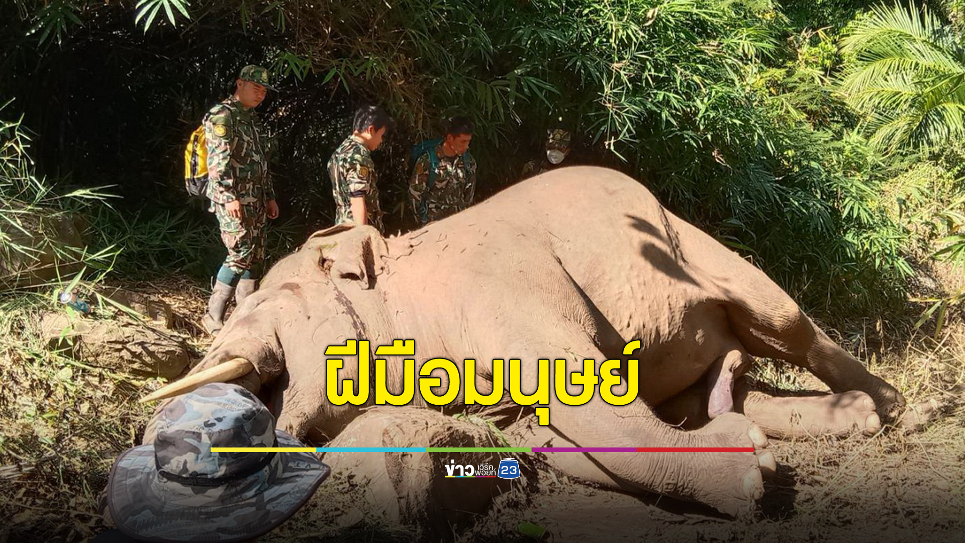 เวทนาช้างป่าภูหลวงถูกยิงหูดับกลางไร่ปาล์มภูเรือ