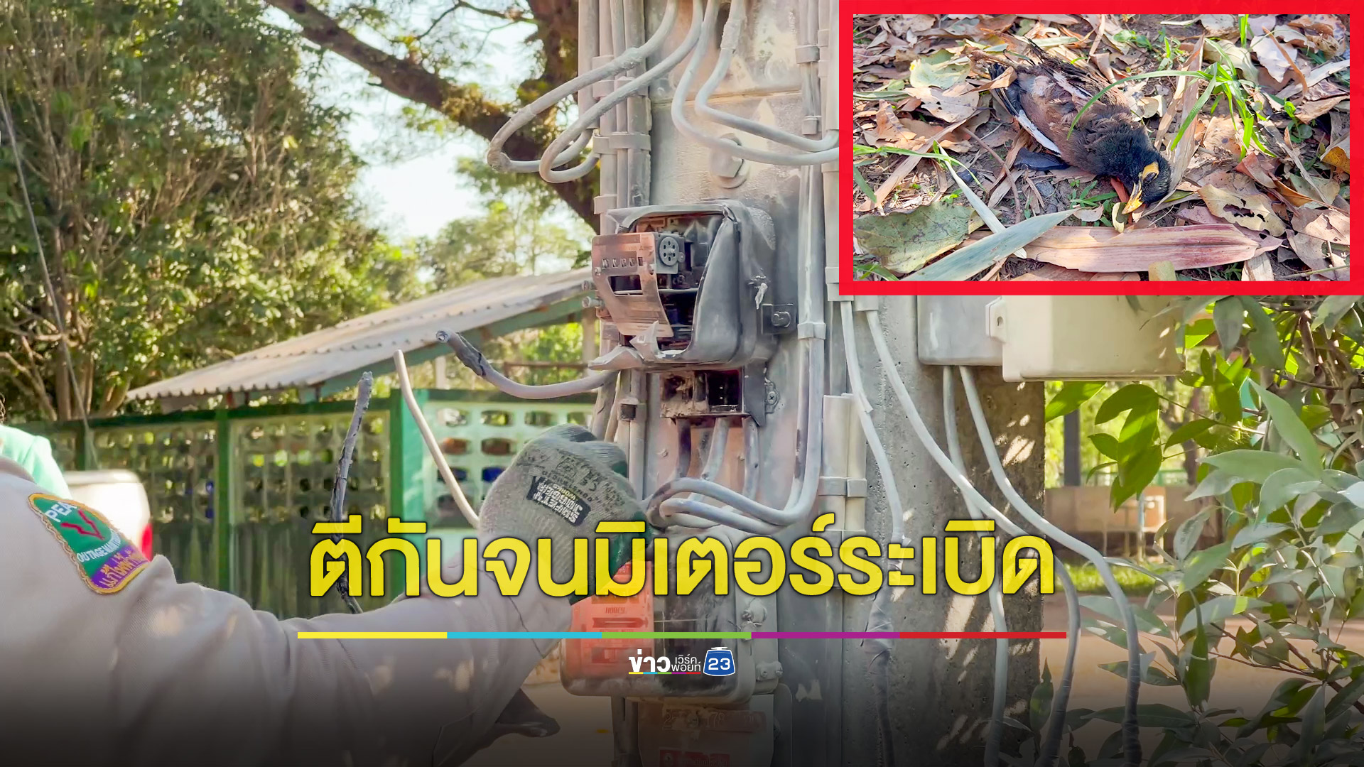 นกเอี้ยงตีกันบนสายไฟทำมิเตอร์ระเบิดไฟไหม้หวิดลามร้านกาแฟ ครูยืนเฝ้าเวรเห็นรีบช่วยดับทัน