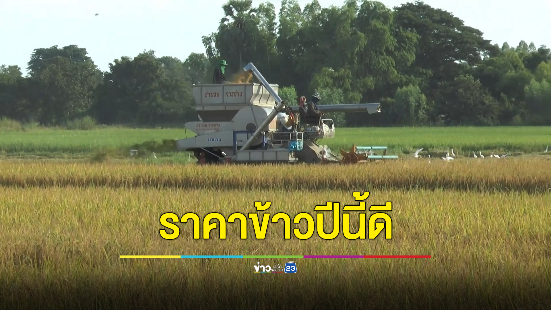 ชาวนาดีใจข้าวเปลือกราคาตันละทะลุ 1 หมื่น แถมรัฐฯช่วยค่าเกี่ยวไร่ละ 1 พัน