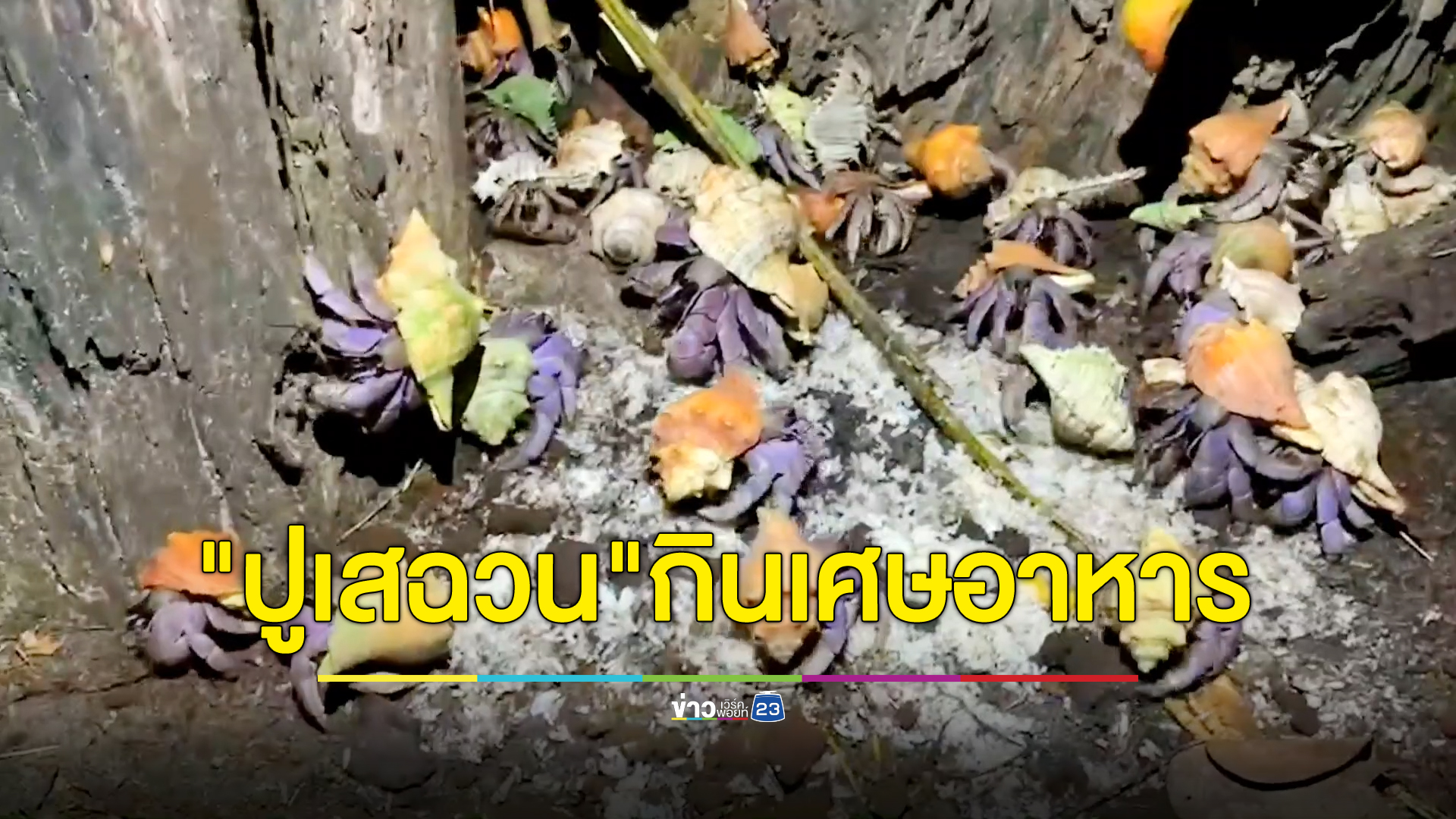 กองทัพ"ปูเสฉวน"หาดมดตะนอย จ.ตรัง ขึ้นฝั่งค้นหาเศษอาหารกินเพื่อความอยู่รอด