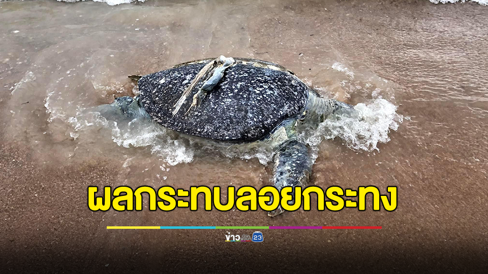 ศูนย์อนุรักษ์พันธุ์เต่าทะเล กองทัพเรือ โพสต์เตือนความจำ ซากเต่าทะเล ผลกระทบของเทศกาลลอยกระทง
