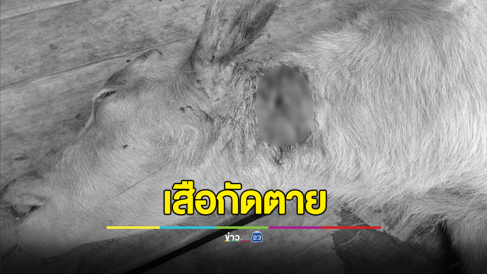เสือกัดลูกควายตาย อายุราว 1 เดือนเศษ