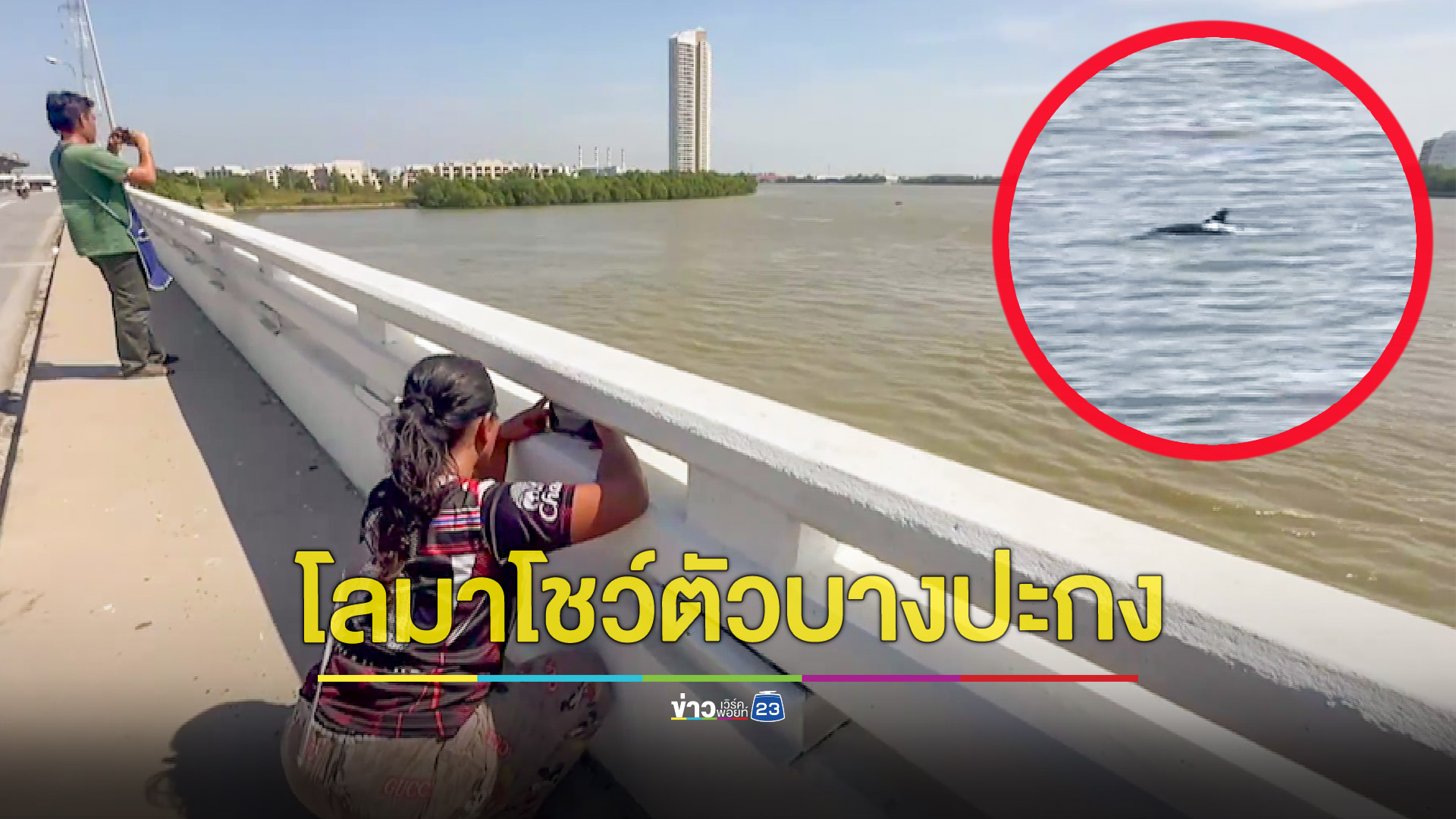 โลมาว่ายเข้าไปโชว์ตัวในแม่น้ำบางปะกง