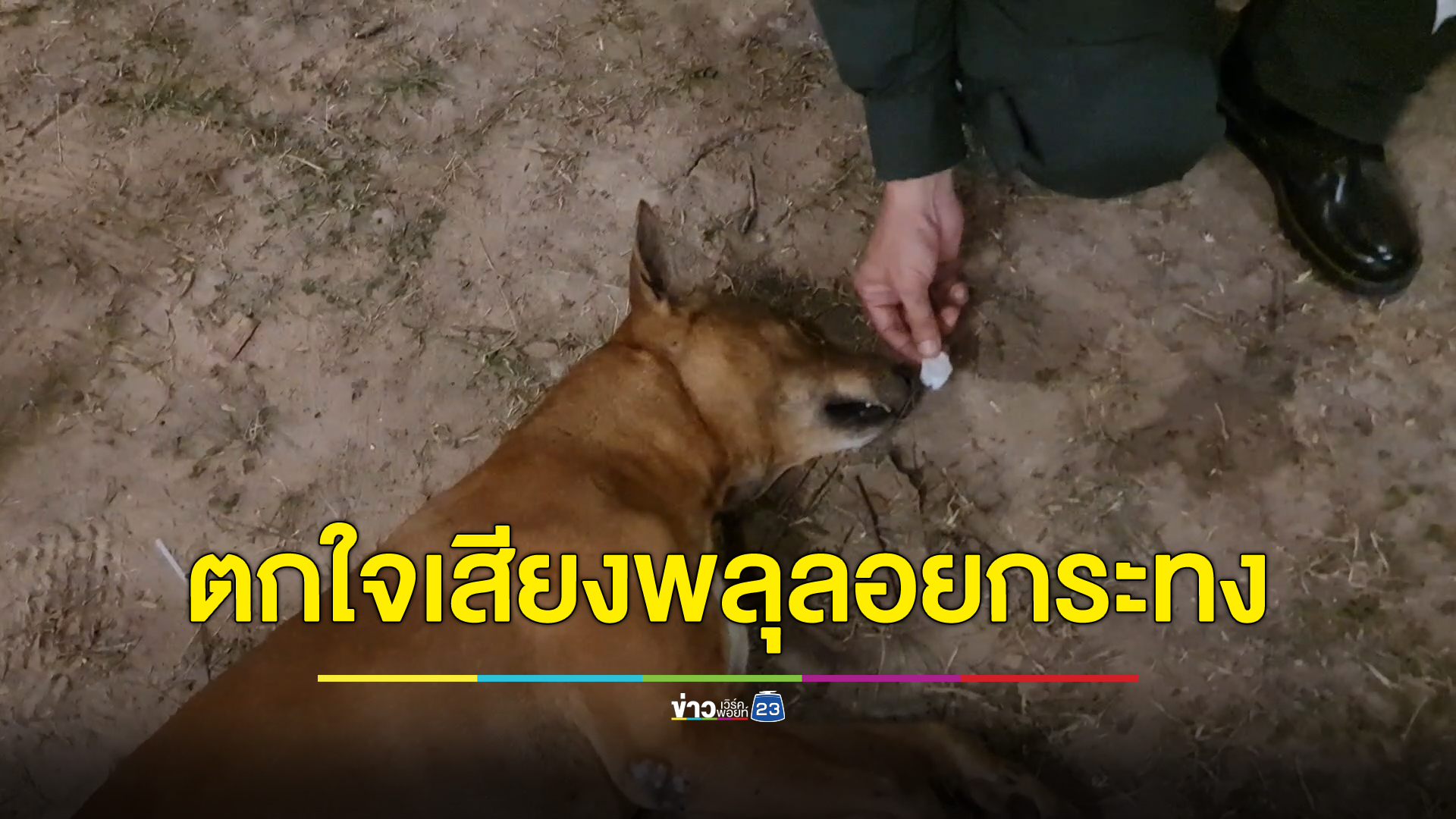 ยื้อชีวิตสุนัข 3 ตัว ช็อกหมดสติกลางงานลอยกระทงสุโขทัย