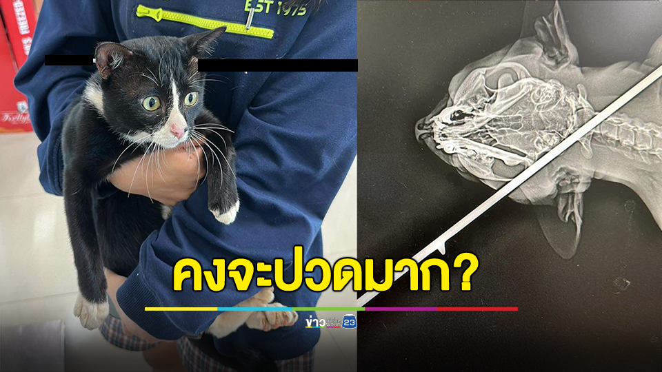 ทาสแมวใจสลาย น้องแมว โดนยิงฉมวกทะลุกระโหลกเฉียดสมอง ไม่ทราบว่า ใครเป็นคนทำ