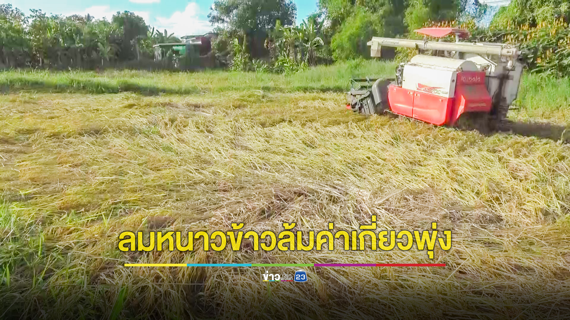 อากาศแปรปรวนต้นข้าวล้ม ชาวนาต้องจ้างรถเกี่ยวทำต้นทุนสูงขึ้น