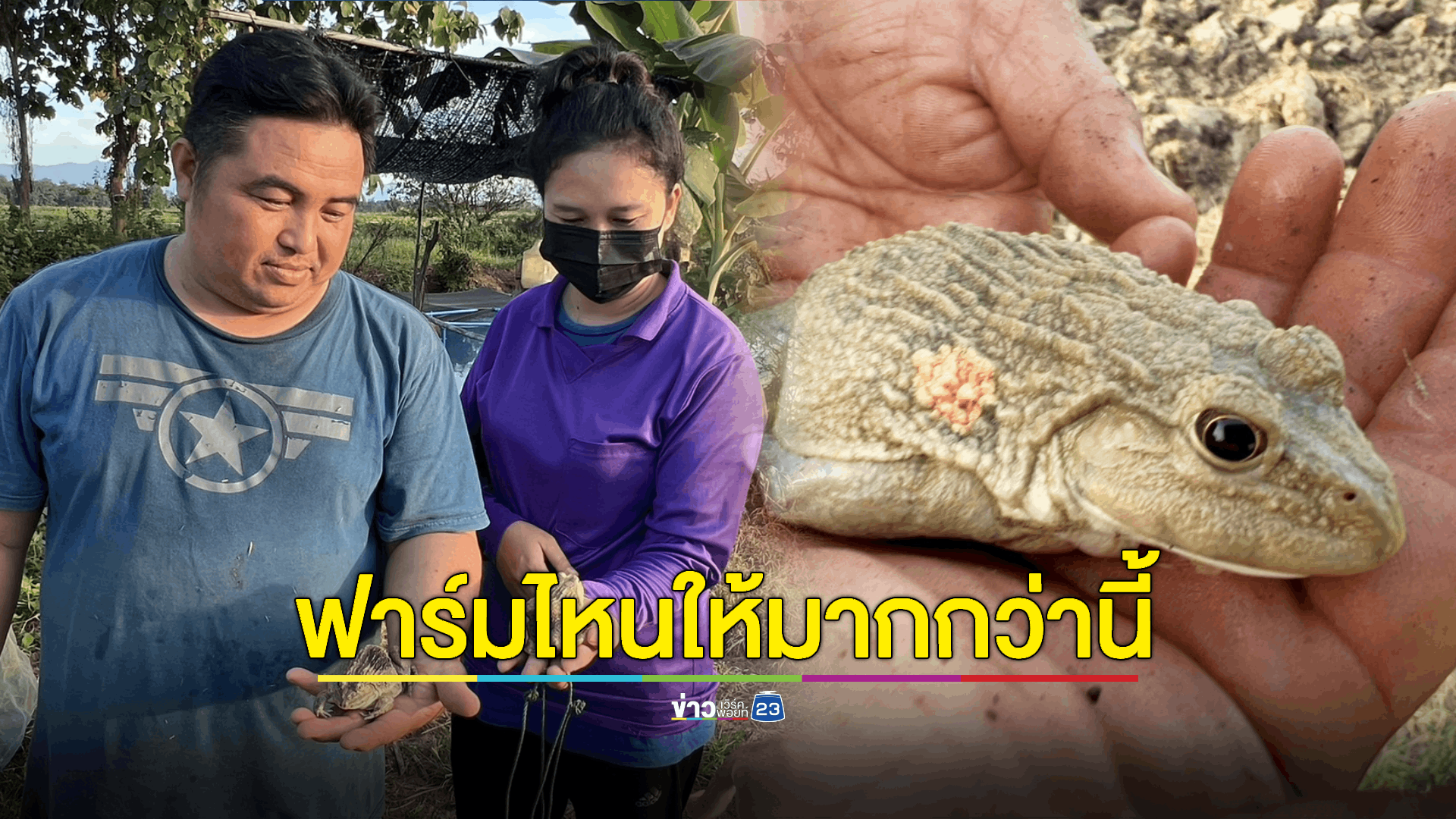 พบ“กบ” สุดเซ็กซี่ มีรอยปานดำเหมือนใส่ “กางเกงในจีสตริง”
