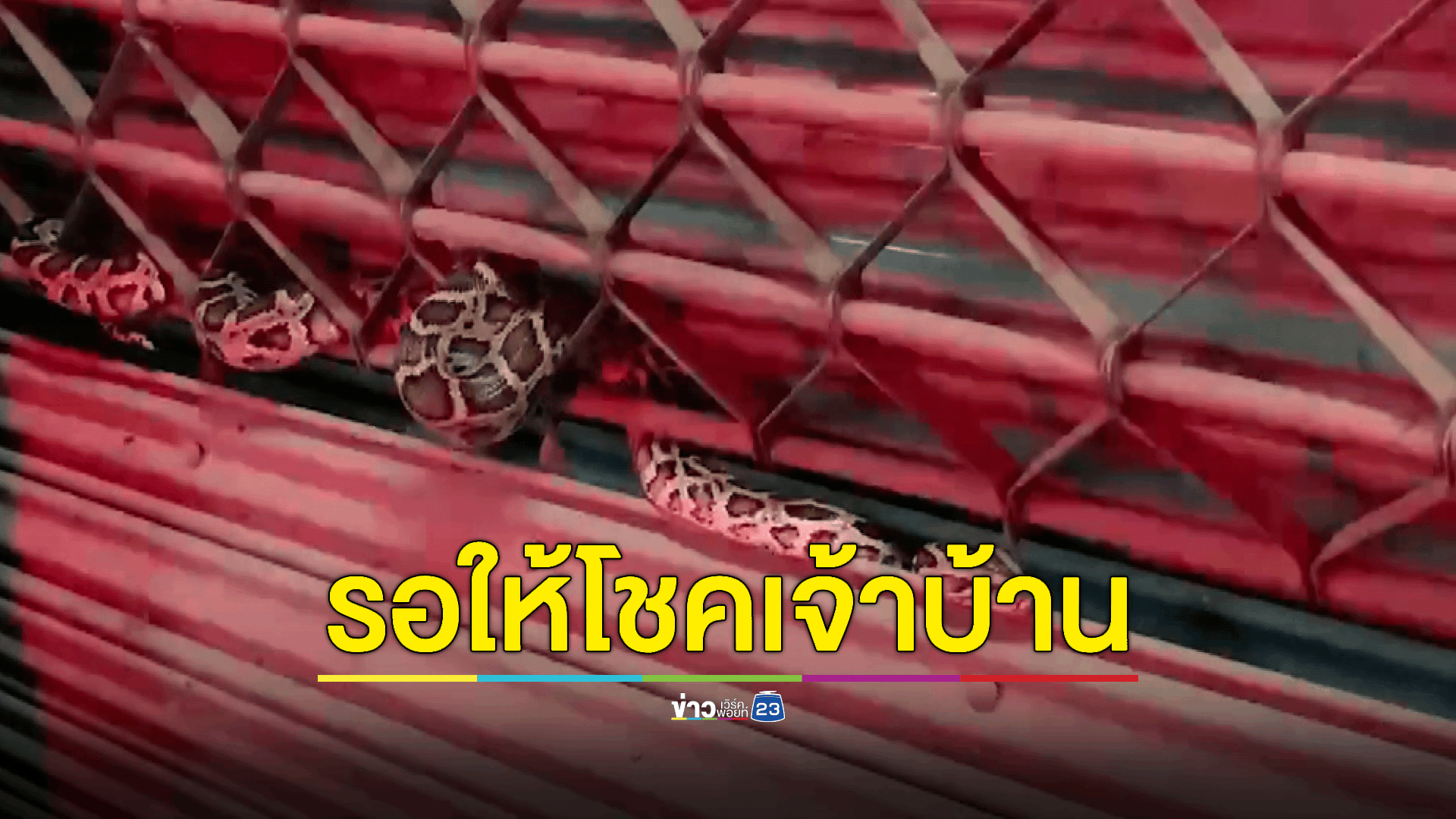 ตกใจ! งูเหลือมเลื้อยติดลูกกรงร้านซ่อมคอมฯ เชื่อมาให้เจ้าบ้านเห็นก่อนวันหวยออก