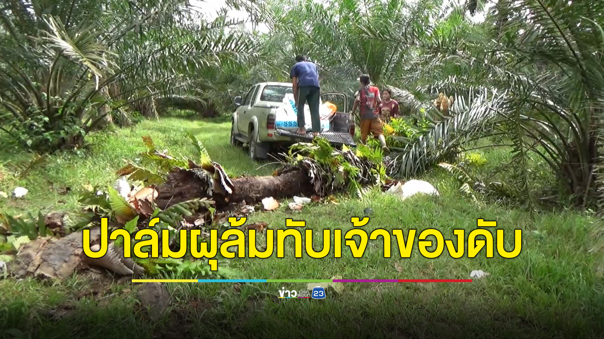 สลด หนุ่มใหญ่เจ้าของสวนปาล์ม ถูกต้นปาล์มเก่าผุล้มทับศีรษะเสียชีวิตคาที่