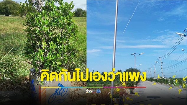 แฉอีก! อบต.หนองปรือ ซื้อกระถางพร้อมไทรเกาหลี 800 ชุด 2,396,800 บาท หารแล้วราคาเกือบ 3 พันบาท