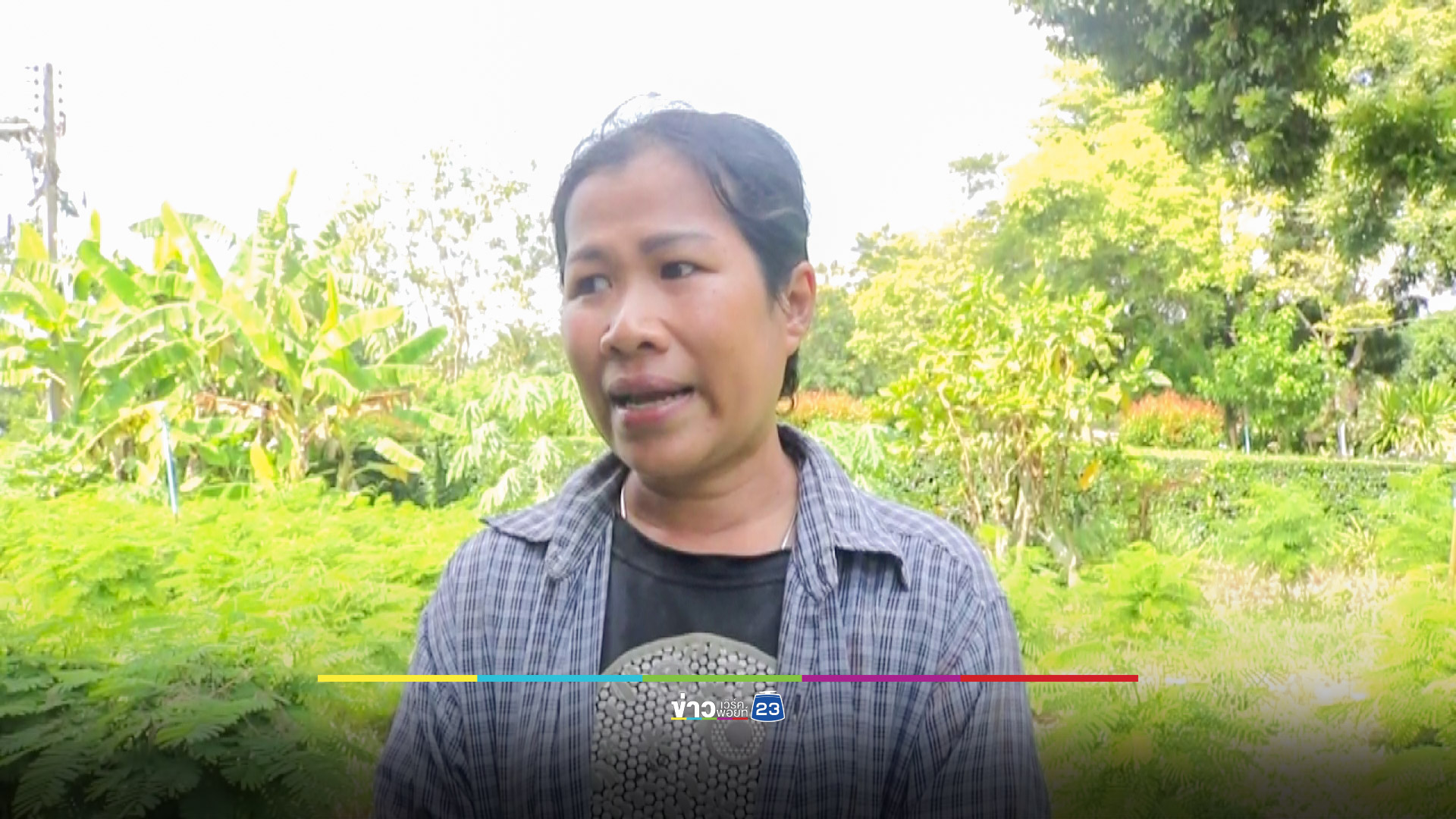ปลูกชะอมสร้างรายได้งาม พื้นที่ 3 ไร่นับเงินแสนทุกปี