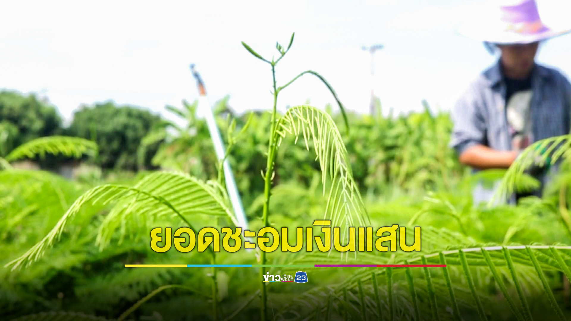 ปลูกชะอมสร้างรายได้งาม พื้นที่ 3 ไร่นับเงินแสนทุกปี