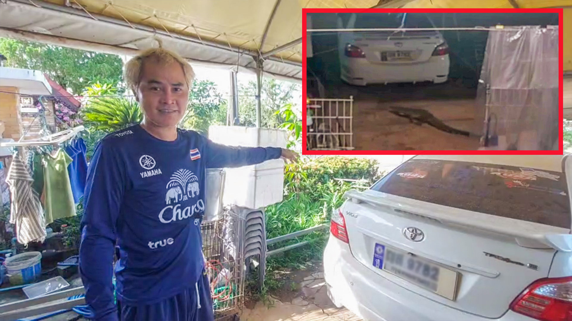 ถึงกับผวา! จระเข้เดินผ่านหน้าบ้านกลางดึกวงจรปิดจับภาพได้หลายครั้งแล้ว