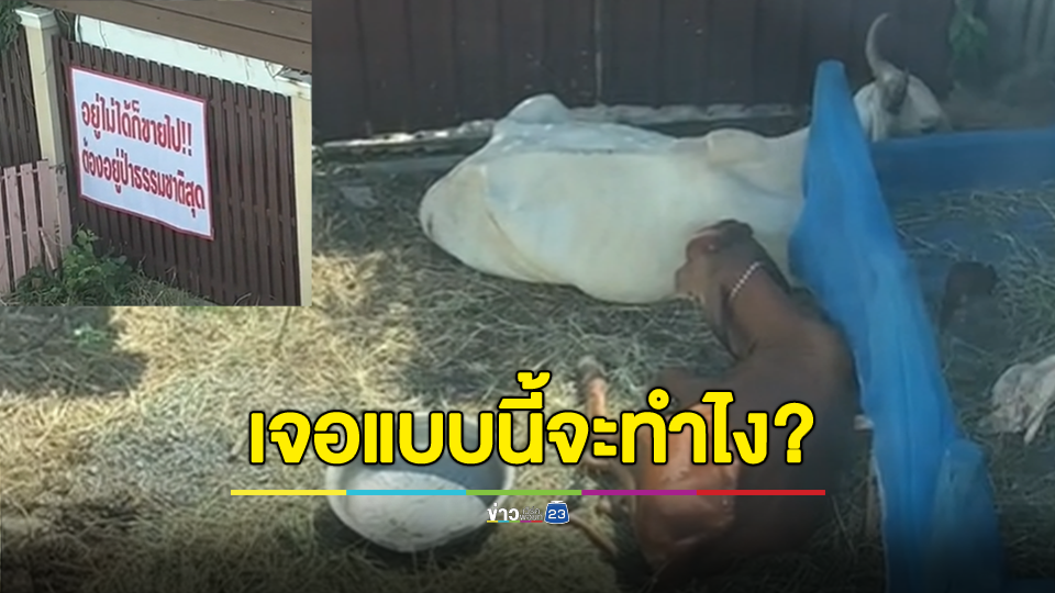 เจอเพื่อนบ้านแบบนี้จะทำไง? เอาวัวมาเลี้ยง กลิ่นเหม็นคลุ้ง แถมติดป้ายไล่ อยู่ไม่ได้ก็ขายไป!!!