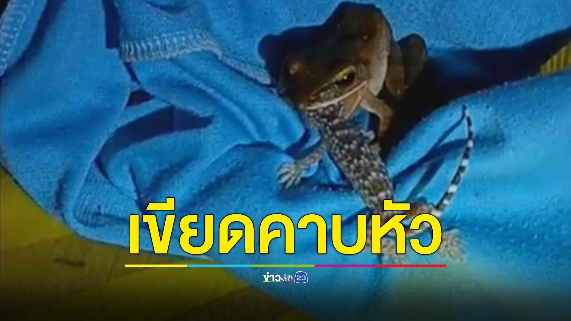 "เพิ่งเคยเห็นครั้งแรกในชีวิต" เขียด คาบหัว ตุ๊กแก