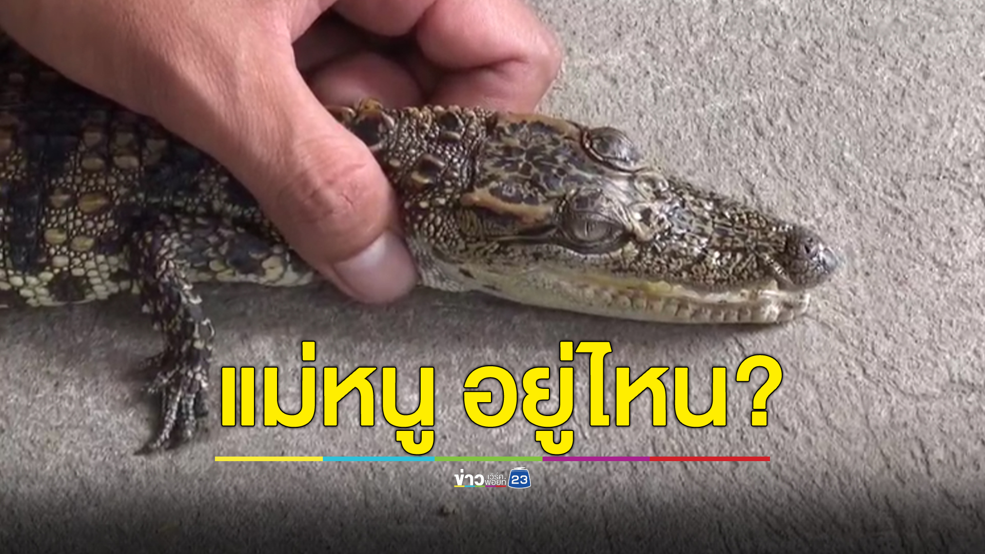 ผงะ! ดักปลาได้ “ลูกจระเข้” ในนาข้าว