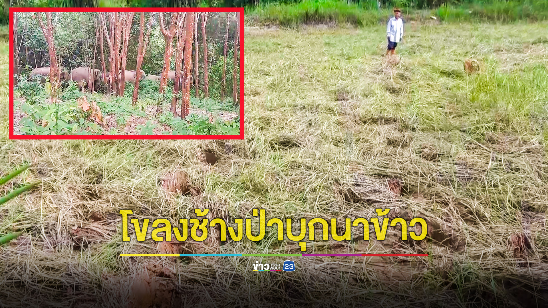 ต้อนโขลงช้างกลับเข้าป่าหลังลงมากินข้าวนาปีของชาวบ้านเสียหาย