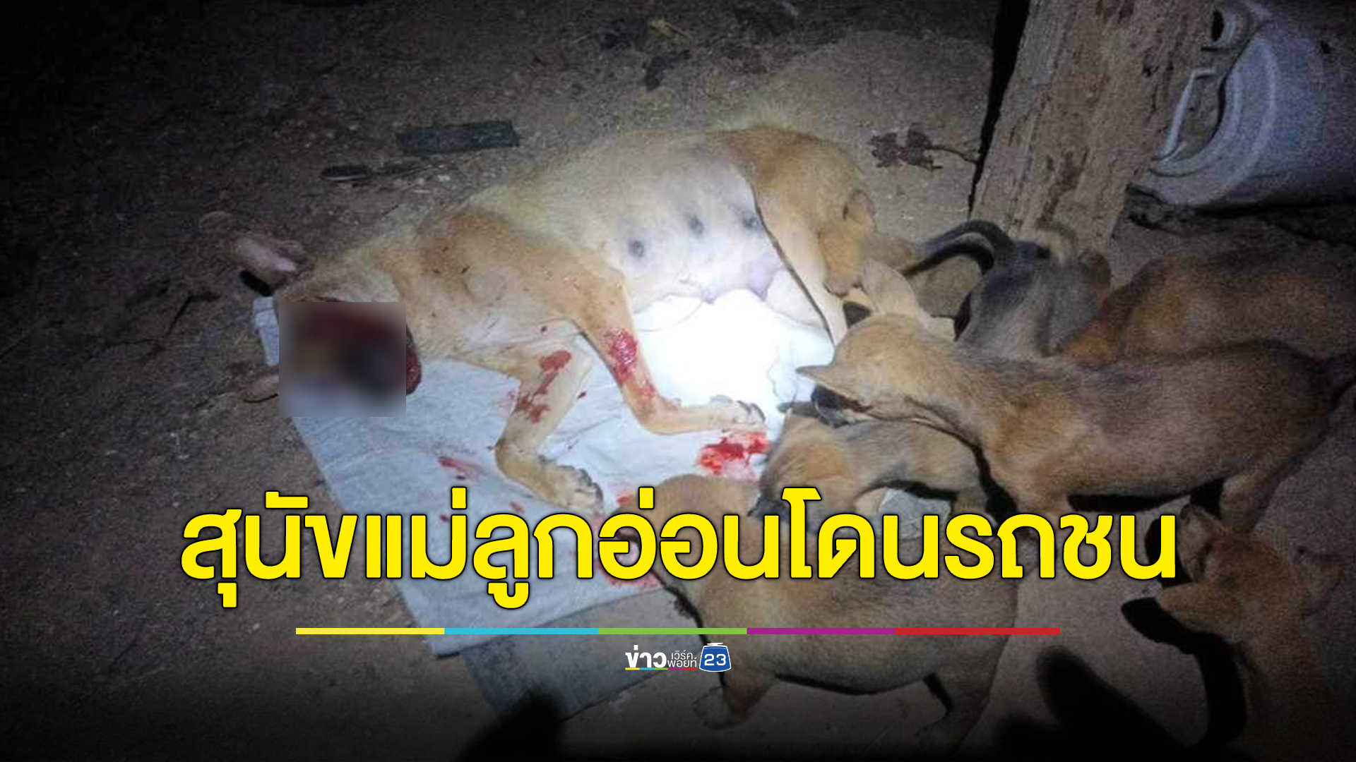 หดหู่ แม่แดงสุนัขแม่ลูกอ่อนโดนรถชนตาถลน นอนให้นมลูก ๆ ทั้ง 6 ตัว