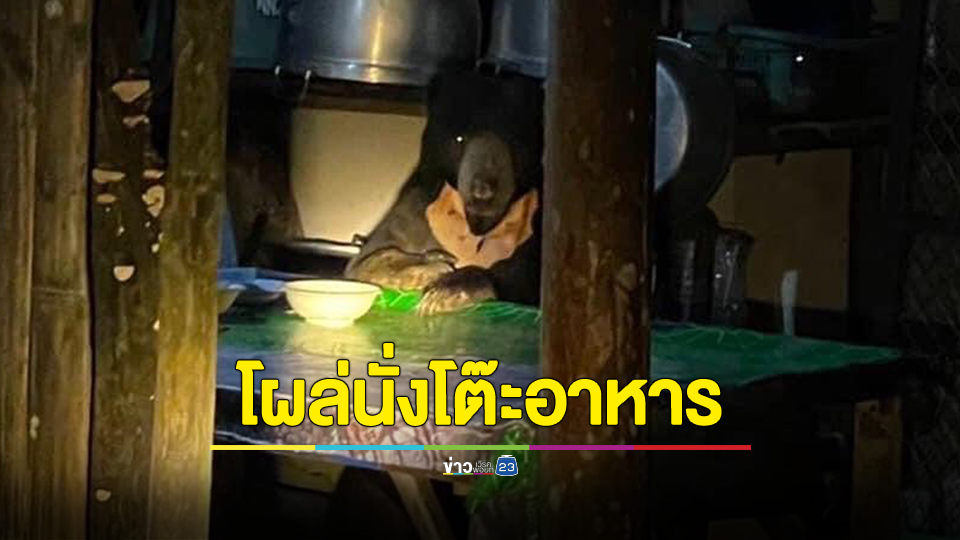 อุทยานฯ แก่งกระจาน เผยภาพ หมีหมา "ทุเรียน" โผล่นั่งที่โต๊ะอาหาร เตือน นทท. งดให้อาหารและไม่ควรอยู่ใกล้